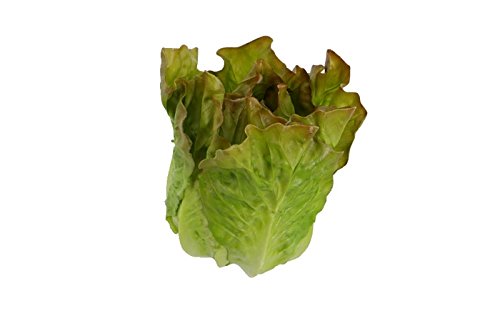 Renaissance 2000 85636 5X 4.75 Faux Red Leaf Lettuce