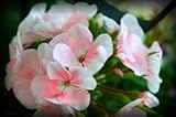Apple Blossom Geranium Flower Seed 50 Stratified Seeds