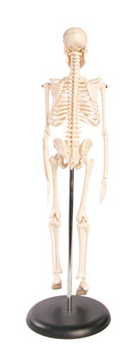 1 American+Educational+Skeleton+Model+Height