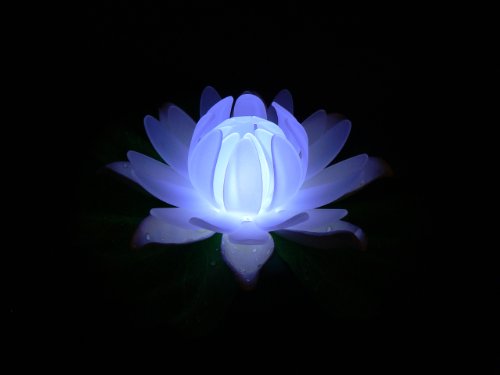 Fortune Products GL-301-ABW Glow Lily Light, 5-1/2" Width x 1-3/4" Height