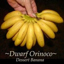 Cutdek ~Dwarf Orinoco~ Musa Dessert Banana Fruit Tree Small Potted Plant