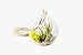 Hinterland Trading Air Plant Tillandsia Bromeliads Terrarium Kit with Pebbles and Moss Great Little Houseplant
