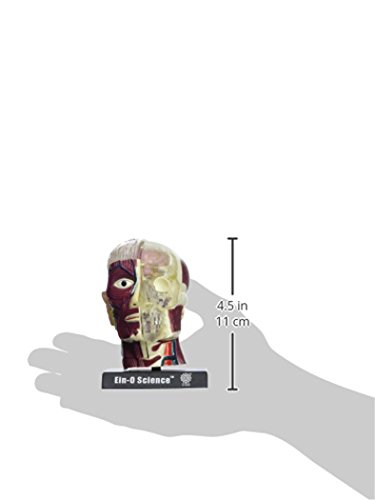 Bio Signs Human Anatomy - Brain & Skull