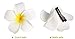 10pcs Hawaiian Artificial Plumeria Foam Flower Hair Clip for Wedding Party Headdress Home Decoration White Yellow