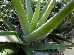 Creative Farmer Aloe Vera Thick and Fleshy Leaves Ornamental Live Plant Terrace Garden Pack