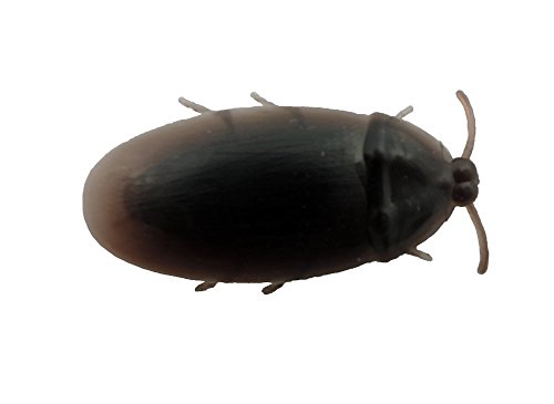 Fake Jumbo Cockroach