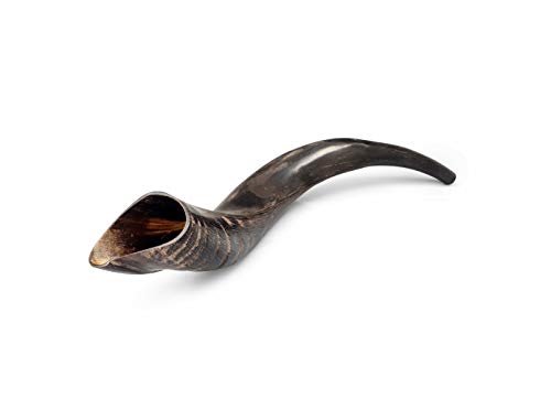 Amen Judaica Small Kudu Horn Shofar Half Polished 16-19 Inch
