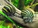 3 Zebra Nerite fresh water aquarium Snails by SevenSeaSupply