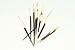 African Porcupine Quills 6