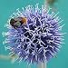 Hinterland Trading Globe Thistle Butterfly and Bee Love Them! Brilliant Silver Blue 25+ Seeds
