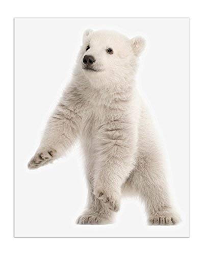 Crystal Minimalist Polar Bear Cubs Prints Set Of 6 Unique Adorable Baby Polar Bears Poses And Angles Nursery Photography Wall Art Decor 8x10 Wall Art Home Garden Theinnersciencesindia Net