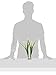 Fluval Acorus Plant for Aquarium, 14.5-Inch