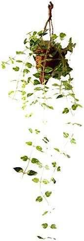 Amazon フェイクグリーン ハンギング ポトス 光触媒加工 人工観葉植物 人工観葉植物 オンライン通販