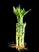10 Stalks (1 Bundle) of 6" Straight Lucky Bamboo for Feng Shui or Gifts From Jm Bamboo