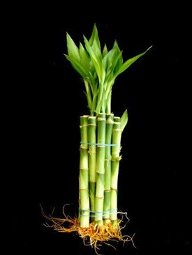 10 Stalks (1 Bundle) of 6