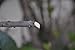 SHVIRO Garden Pruner Shears - Bypass Pruner Design - Curved Blades and Efficient Pruning of Shrubs, Branches, etc. - Sharp Stainless Steel Blades - Sturdy and Durable Design
