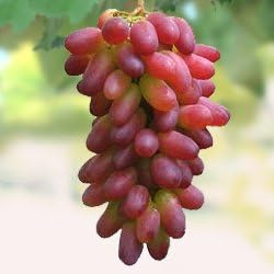 Amazon マニキュアフィンガー １年生挿木苗 ブドウ 果樹苗木 葡萄 ぶどう 果物