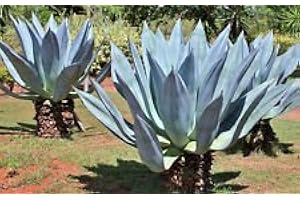 Agave Americana, Rare Fat Century Exotic Plant Seed Maguey Aloe 100 Seeds: Only Seeds