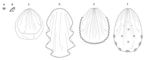 Vogue Bridal Pattern 8569 Headpieces, Tiara and Bridal Veils with Variations - Thumbnail 2