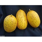 Sambar Cucumber Seeds, (Dosakkai Type) from Andhra Pradesh, India, Delicious !(100 Seeds)