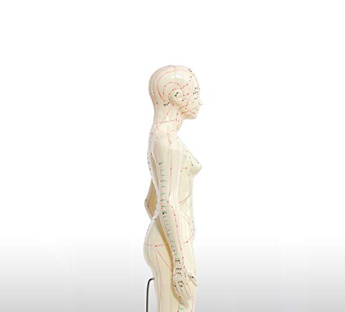 Doc.Royal Human Model Acupuncture and Moxibustion Female Model 48cm (18.8 in)