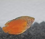 Quinn's Fins- Neon Royal Red Dwarf Gourami- Flame