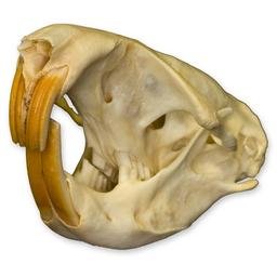 Gopher Skull (Natural Bone Quality A)