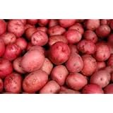 POTATOES RED FRESH PRODUCE 5 LBS
