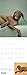 William Wegman Man's Best Friend 2017 Wall Calendar