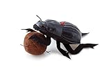 Trudi Dung Beetle