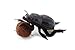 Trudi Dung Beetle