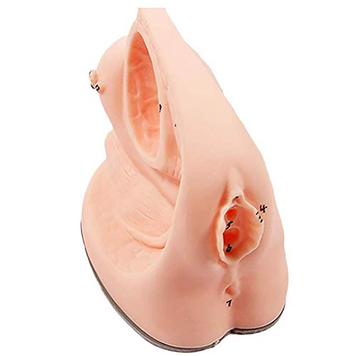ZQDL Female Internal and External Catheterization Reproductive System Anatomy Model Medical Practice Traning Model Nursing Training