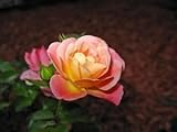 Rose Drift PEACH, Disease Resistant Groundcover Rose, Flowers REBLOOM, from makers of Knockout Rose - Size: 1 gallon