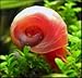5+ Bright Red Ramshorn Snails (1/4 to 1 inch diameter)