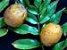 Fresh June Plum Ambarella Jobo Fruit Spondias Dulcis (3lb)