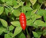 Dichondra 25pcs Rocoto Aji Largo Pepper Seeds
