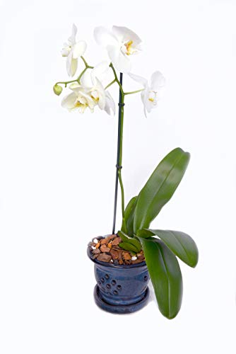 4 Organic+Orchid+Potting+Perfect+Plants