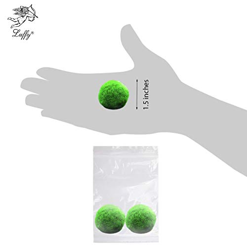 Luffy Guppy Moss Balls, 1.5 Inches, Vibrant Green Marimo Moss Balls, Beautiful and Low Maintenance Live Aquatic Plants, Ideal for Guppies, Mollies, and Swordtail Fish 2 Pack