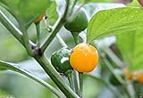 10 Quintisho Yellow, HOT PEPPER SEEDS - Capsicum