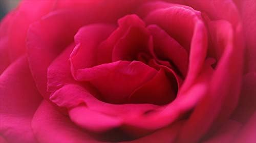 'My Dad' Celebration Garden Rose Bush in 5.5lt Pot (Live Plants)