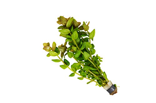 Aquatic 'Bacopa Caroliniana Red' Plant - Loose Bunch