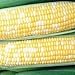 The Dirty Gardener Heirloom Peaches and Cream Bicolor Corn - 1 Pound