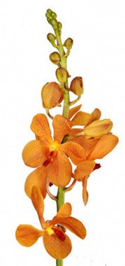 Mokara Orange Jaguar. Sayyan Orange. SYO. Yellow Red. Namtan.Somjud. AOM YAI Orange . AY-O MOK J) Orchids.