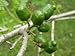 Fresh Green Spanish Plums (Ciruela) 2 Lbs