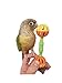 Tropical Chickens Bird Parrot Toys, Enrichment Rattle Bells, Barbell for Conures, Green Cheek, for Smaller Birds Foraging Foot Talon Toy (2X)