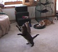 Da Bird Pull Apart Value Pack (1 Pull Apart Da Bird Pole Cat Toy & 2 Extra Guinea Feather Refills)