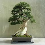 15 Seeds Utah Juniper Bonsai Tree (Juniperus osteosperma)