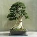 15 Seeds Utah Juniper Bonsai Tree (Juniperus osteosperma)