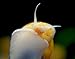 Aquatic Arts 5 Live Gold Mystery Snails Freshwater Aquarium Species/Real Living Glass Fish Tank Clearer | Nano Pets/Natural Decorations