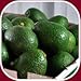 24 Fresh California Hass Avocados